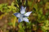 Lomatogonium carinthiacum. Часть соцветия. Тува, горная тундра, верховья реки Улуг-Оо. 01.08.2011.