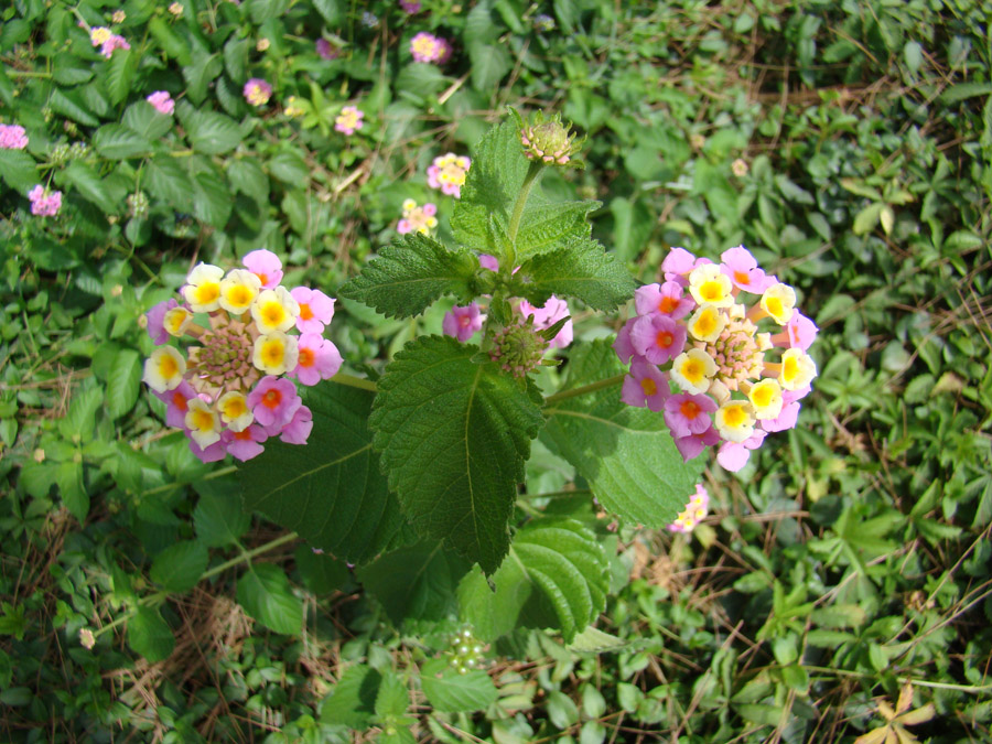 Изображение особи Lantana camara.