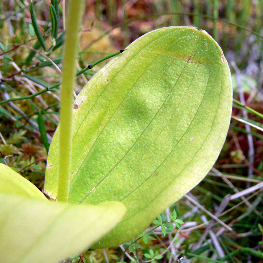 Изображение особи Listera ovata.