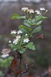 genus Crataegus. Цветущая ветвь. Ростовская обл., Аксайский р-н, окр. хутора Александровка. 09.10.2011.