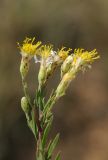 Galatella crinitoides