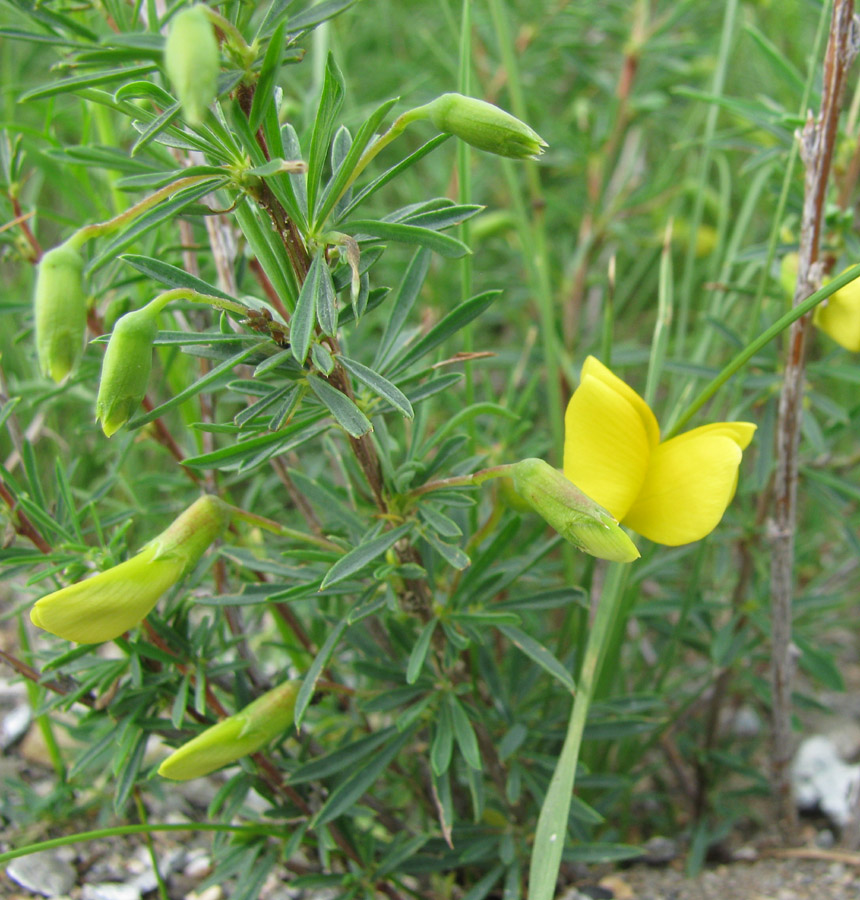 Изображение особи Caragana stenophylla.