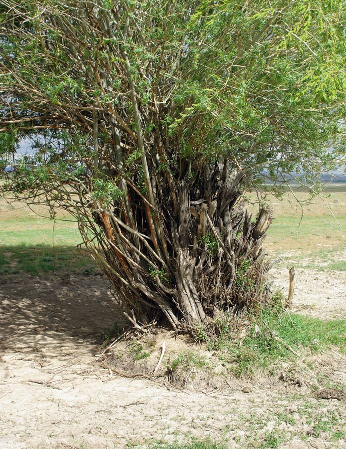 Image of Salix pycnostachya specimen.