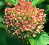 Physocarpus opulifolius. Соплодие. Московская обл., Раменский р-н, окр. дер. Хрипань, дачный участок. 17.07.2005.