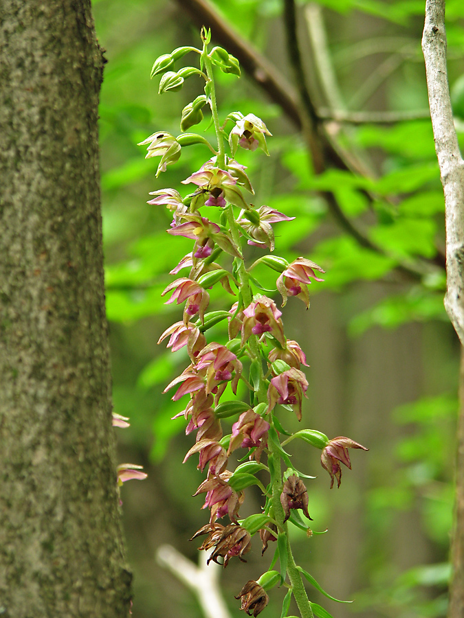 Изображение особи Epipactis helleborine.