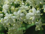 Sambucus nigra. Цветки. Ростовская обл., Октябрьский р-н, окр. станицы Заплавская. 28.05.2011.