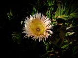 genus Carpobrotus. Увядающий цветок. Израиль, Шарон, г. Герцлия, высокий берег Средиземного моря. 22.04.2009.