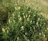 Astragalus cicer