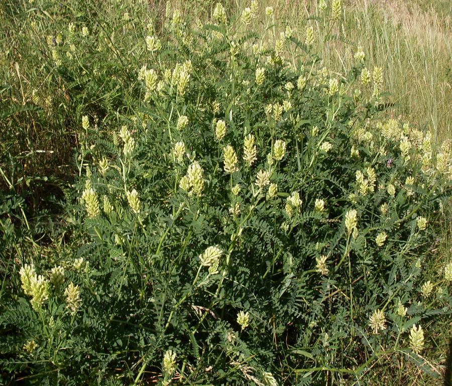 Изображение особи Astragalus cicer.