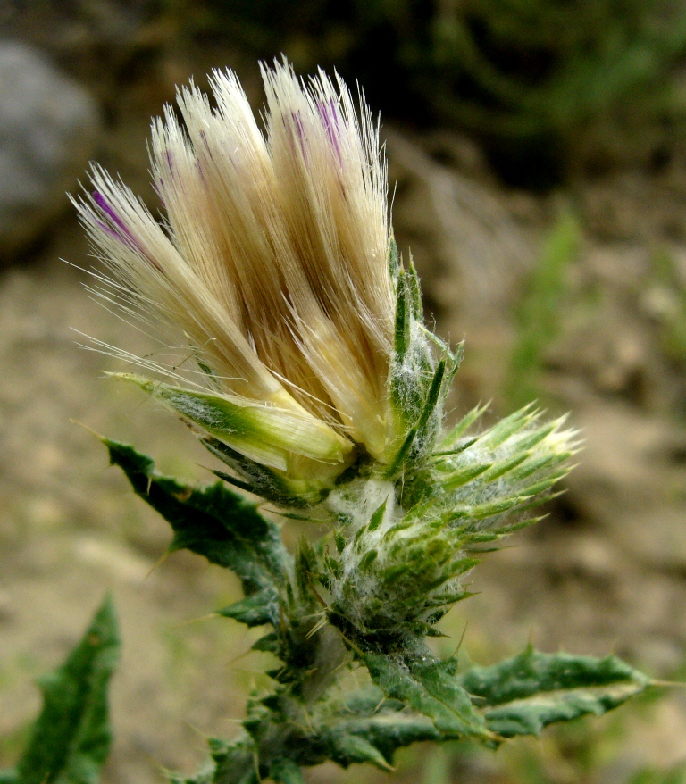 Image of Carduus cinereus specimen.