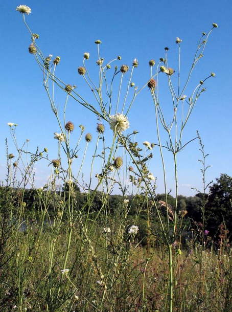 Image of Scabiosa ochroleuca specimen.