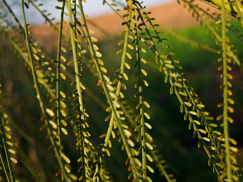 Image of Parkinsonia aculeata specimen.