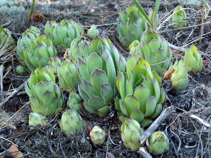 Изображение особи Sempervivum ruthenicum.