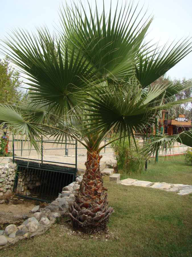 Image of genus Washingtonia specimen.