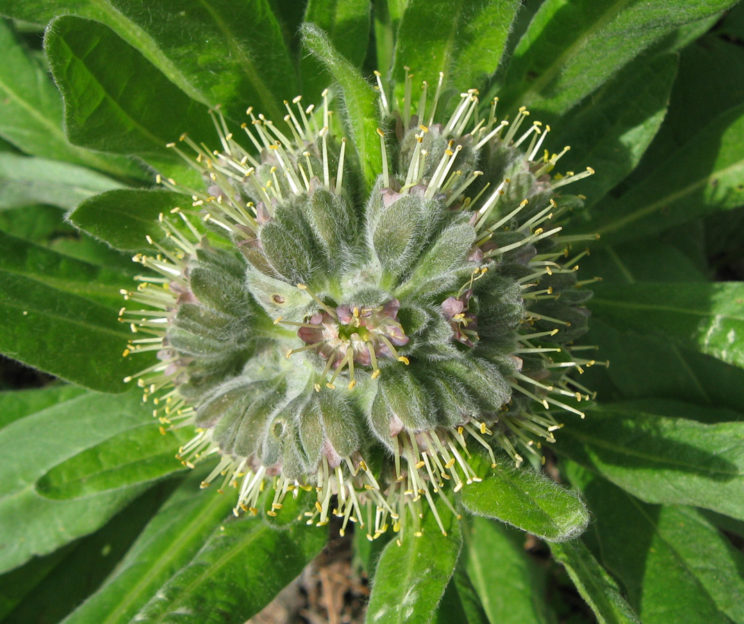 Изображение особи Solenanthus biebersteinii.