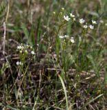 Androsace lactiflora. Соцветия. Казахстан, Восточно-Казахстанская область; Западный Алтай, скл. Ульбинского хребта, окр. с. Ушановское. 05.05.2012.