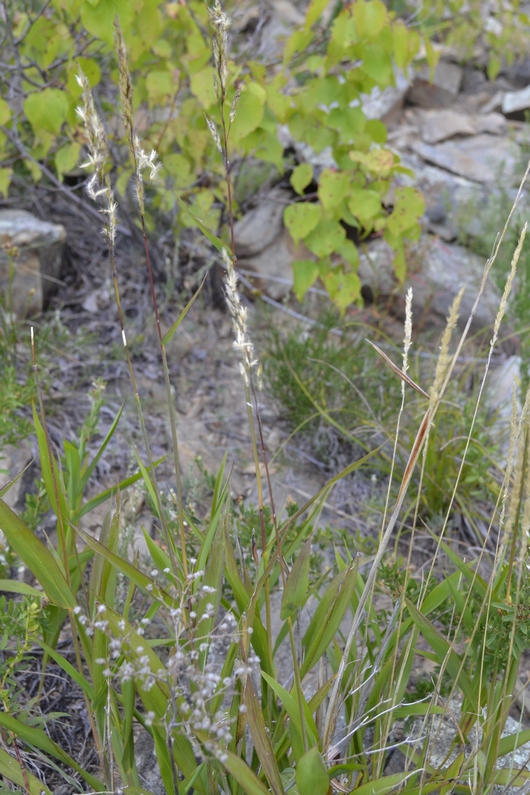 Изображение особи Spodiopogon sibiricus.