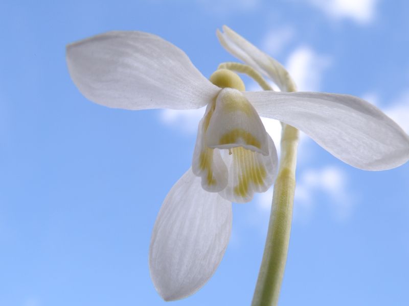 Изображение особи Galanthus graecus.