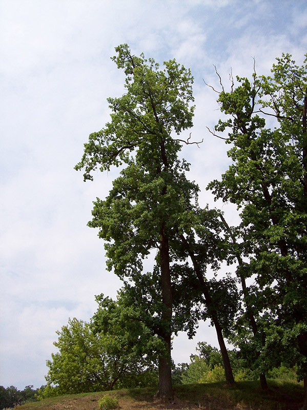 Изображение особи Quercus robur.