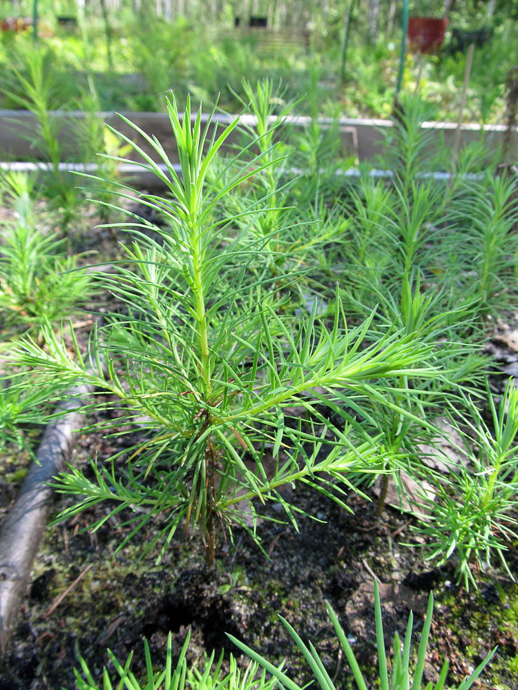 Image of Larix kaempferi specimen.