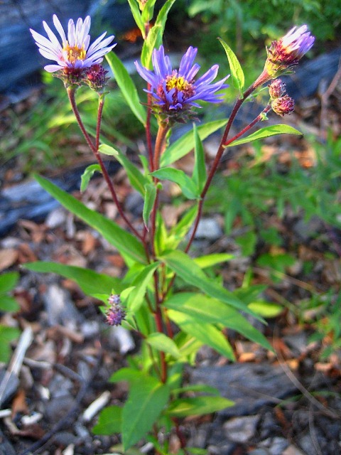 Image of Aster sibiricus specimen.