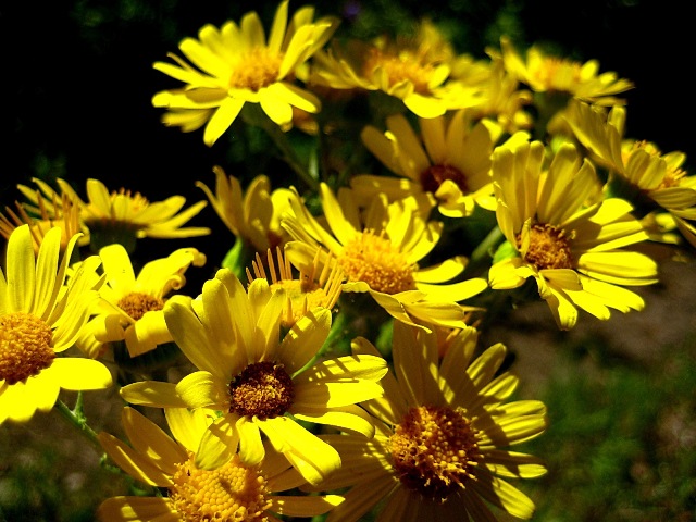 Image of Senecio ambraceus specimen.