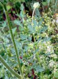 Daucus carota