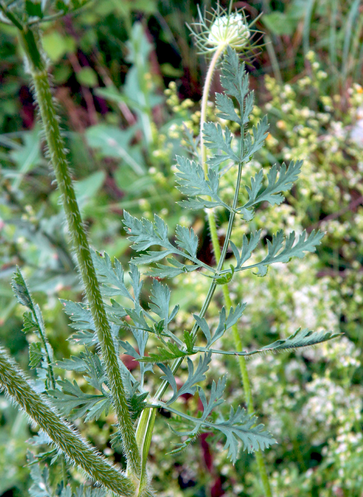 Image of Daucus carota specimen.