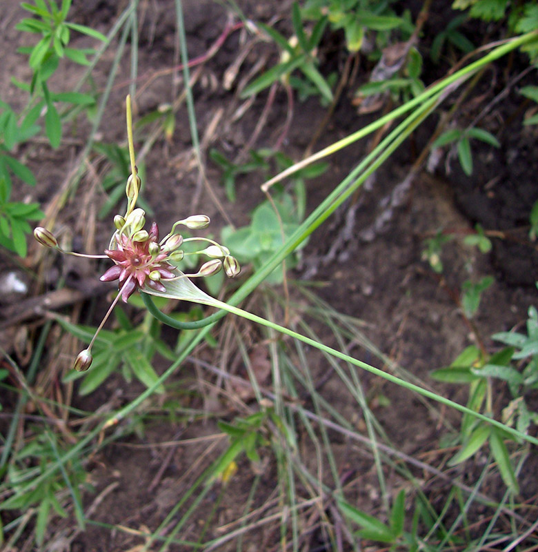 Image of Allium oleraceum specimen.