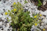 Potentilla callieri