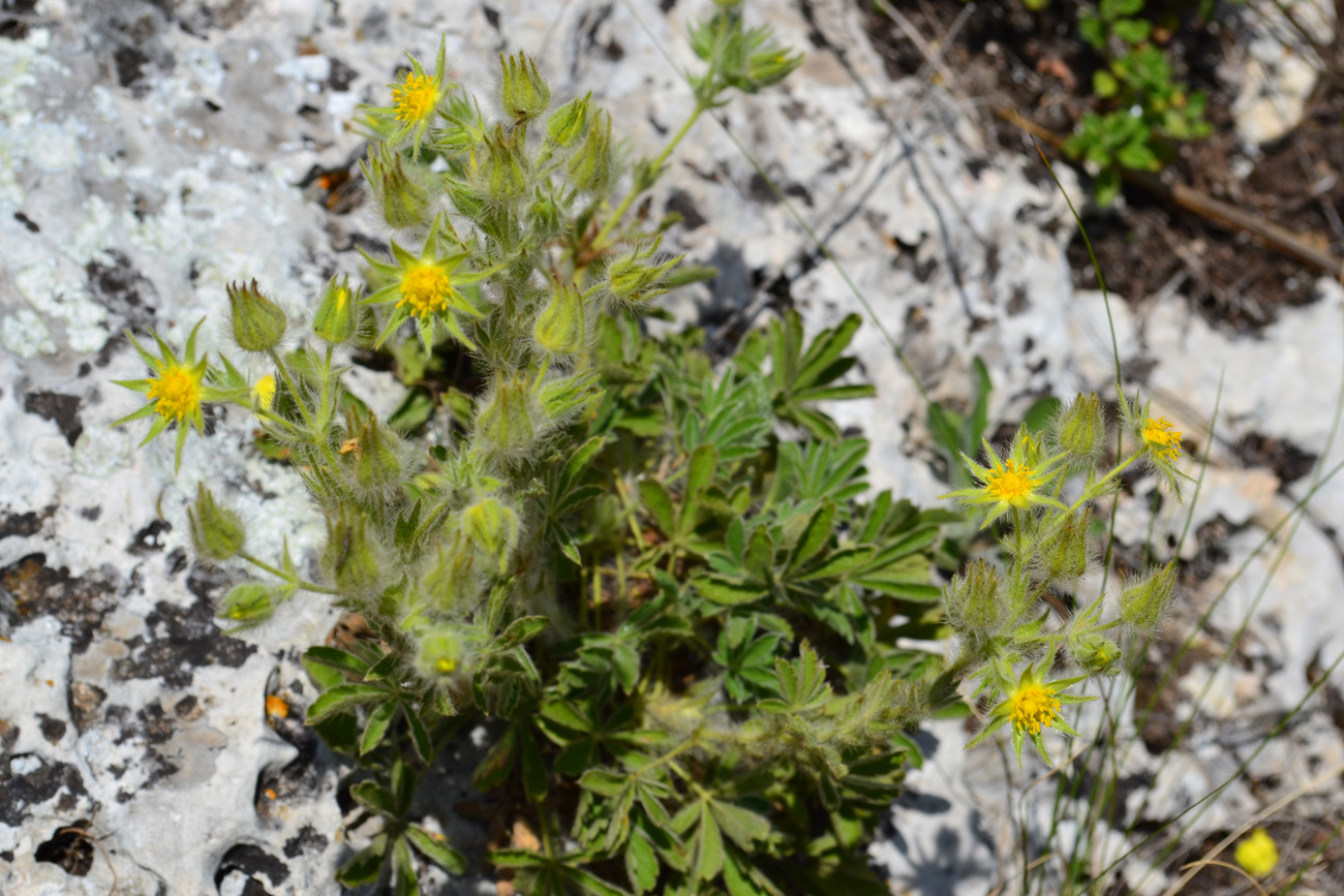 Image of Potentilla callieri specimen.