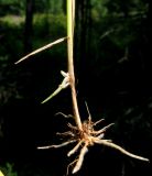 Calamagrostis pavlovii
