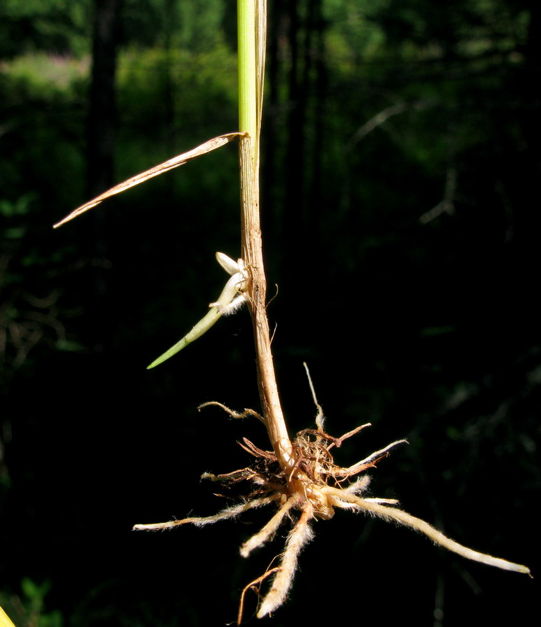 Изображение особи Calamagrostis pavlovii.