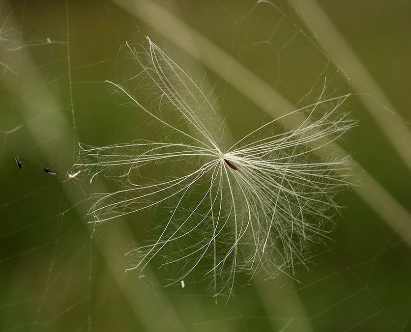 Image of Cirsium arvense specimen.