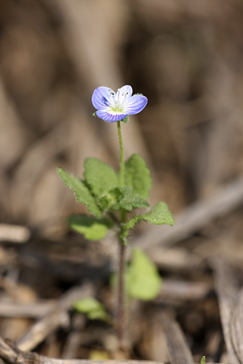 Image of Veronica persica specimen.