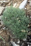 Astragalus pachyrrhizus. Плодоносящее растение. Южный Казахстан, каньон Даубаба. 05.05.2012.