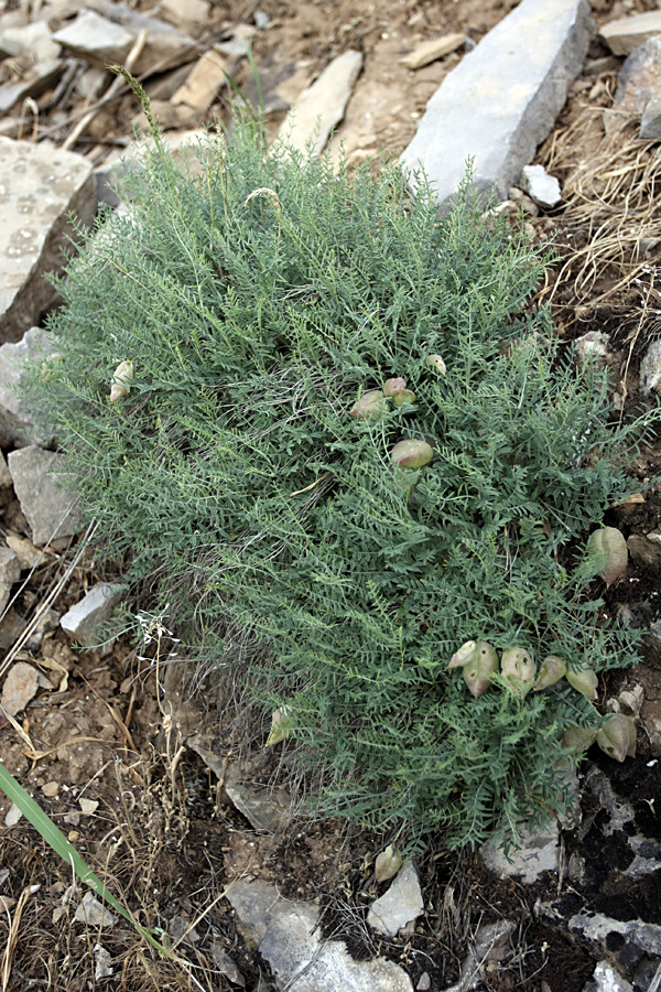 Изображение особи Astragalus pachyrrhizus.