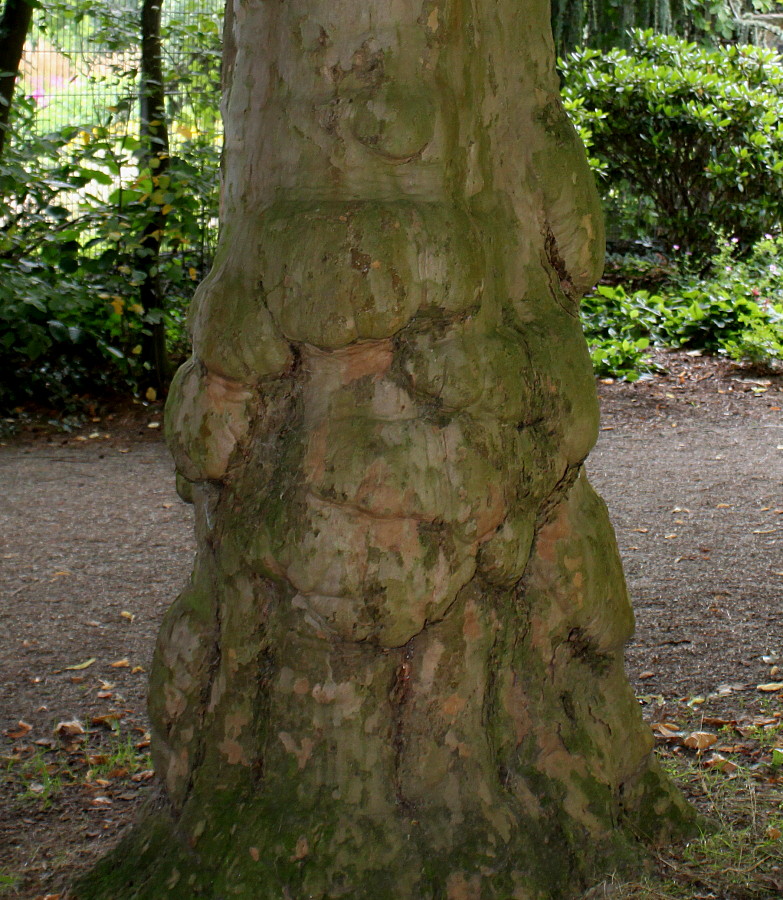 Изображение особи Platanus × acerifolia.