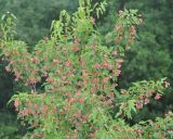 Acer ginnala