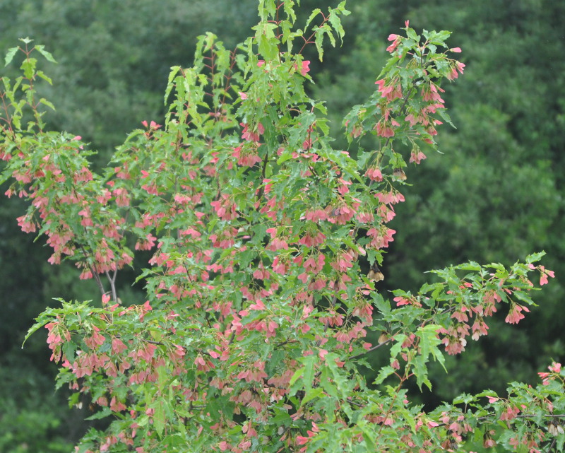 Image of Acer ginnala specimen.