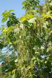 Catalpa bignonioides. Ветви с незрелыми плодами. Крым, Симферополь, в культуре. 04.08.2007.