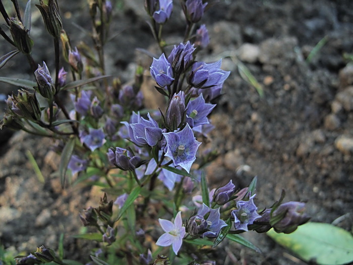 Изображение особи семейство Gentianaceae.