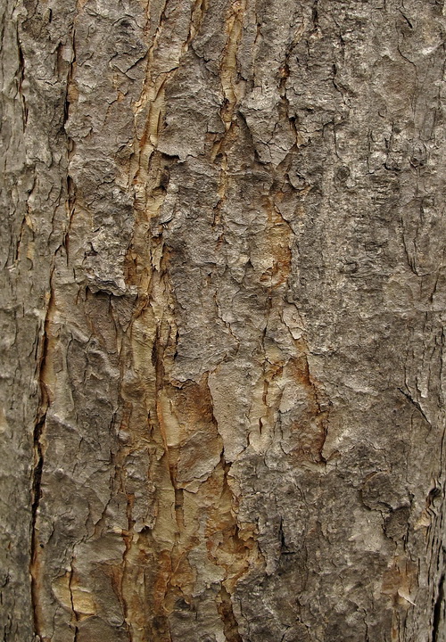 Image of Acer griseum specimen.