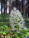 Actaea erythrocarpa