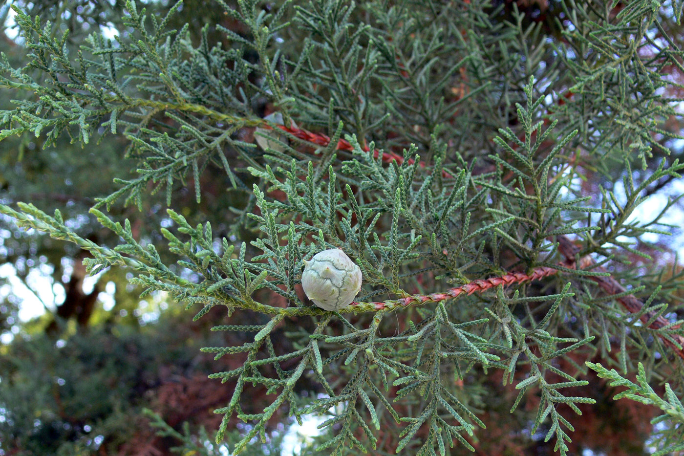 Изображение особи Cupressus lusitanica.