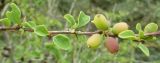 род Berberis