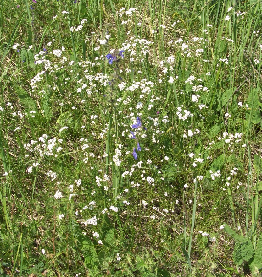 Image of Galium triandrum specimen.