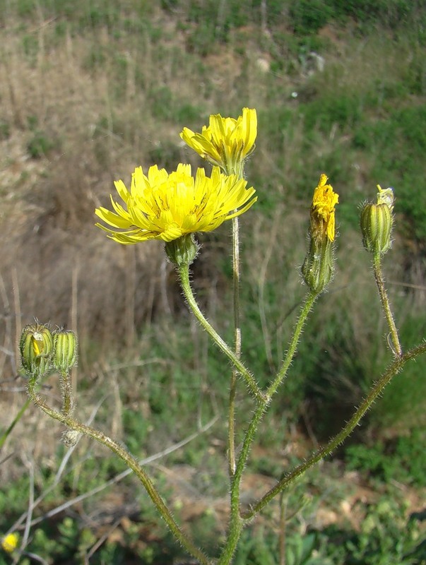 Image of Lagoseris sancta specimen.