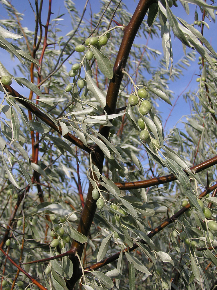 Изображение особи Elaeagnus angustifolia.