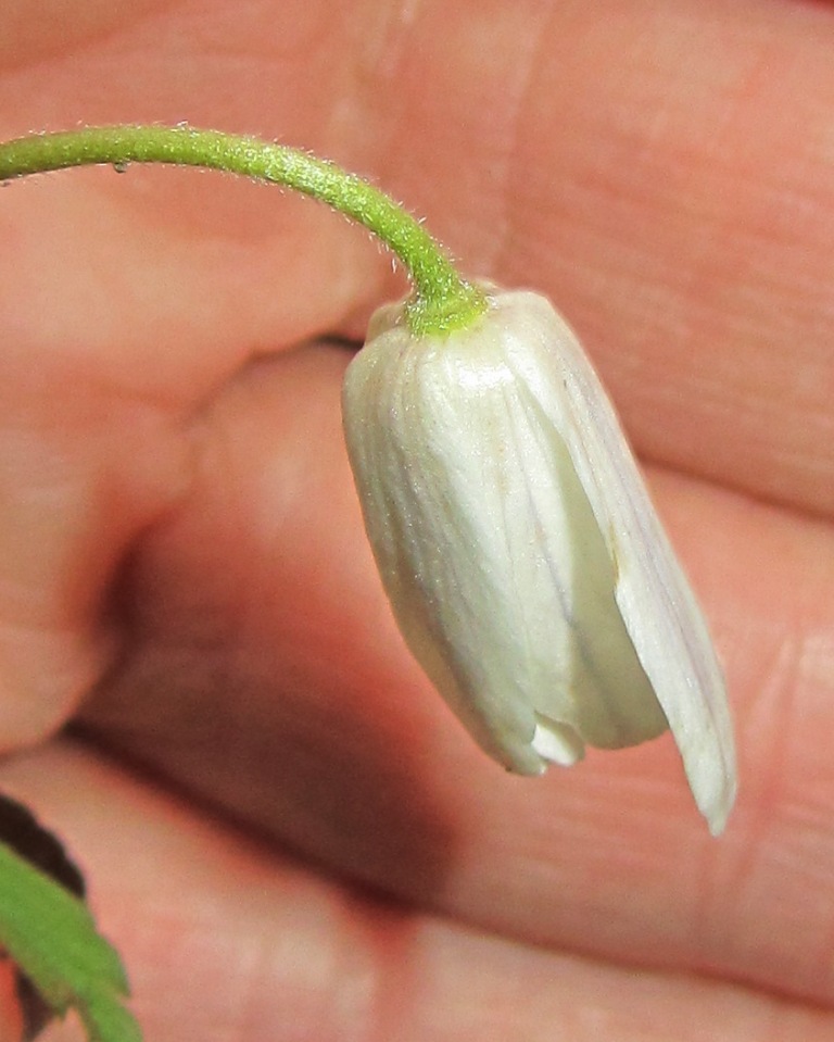 Image of Anemone altaica specimen.